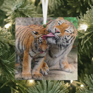 Niedliche Kleintiere   Sibirische Tiger-Familie Ornament Aus Glas