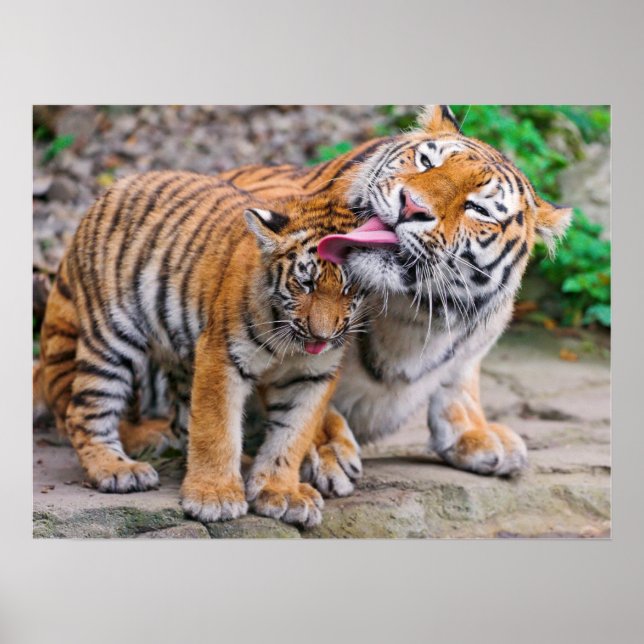 Niedliche Kleintiere | Sibirische Tiger-Familie Poster (Vorne)