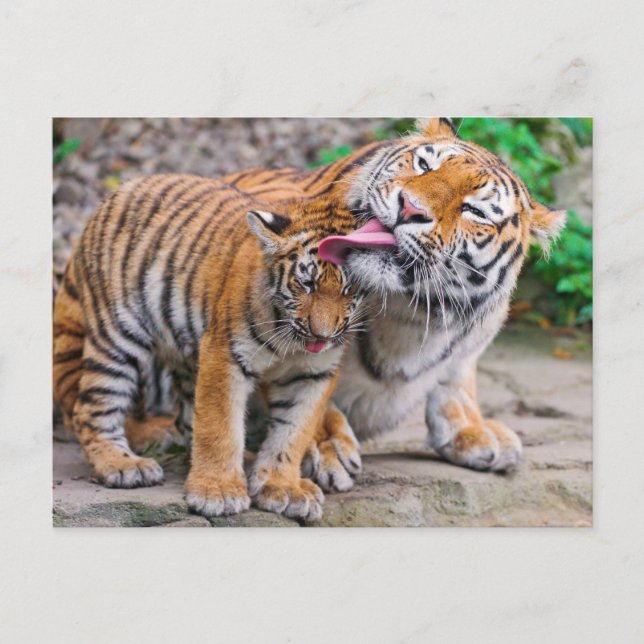 Niedliche Kleintiere | Sibirische Tiger-Familie Postkarte (Vorderseite)