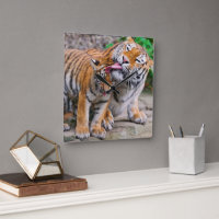 Niedliche Kleintiere | Sibirische Tiger-Familie
