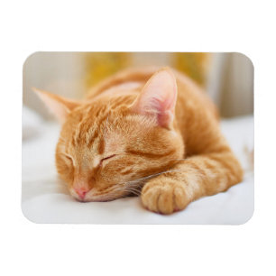 Niedliche Kleintiere Sleeping Ginger Cat Magnet
