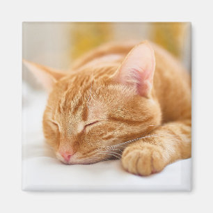Niedliche Kleintiere Sleeping Ginger Cat Magnet
