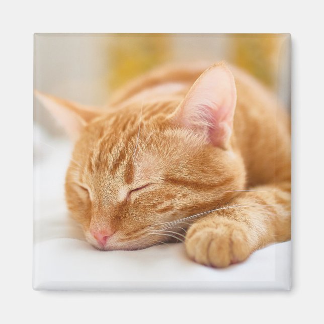Niedliche Kleintiere | Sleeping Ginger Cat Magnet (Vorne)