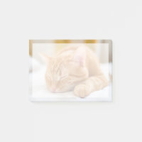 Niedliche Kleintiere | Sleeping Ginger Cat