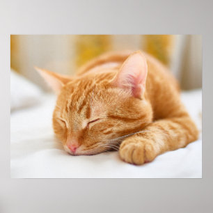 Niedliche Kleintiere Sleeping Ginger Cat Poster