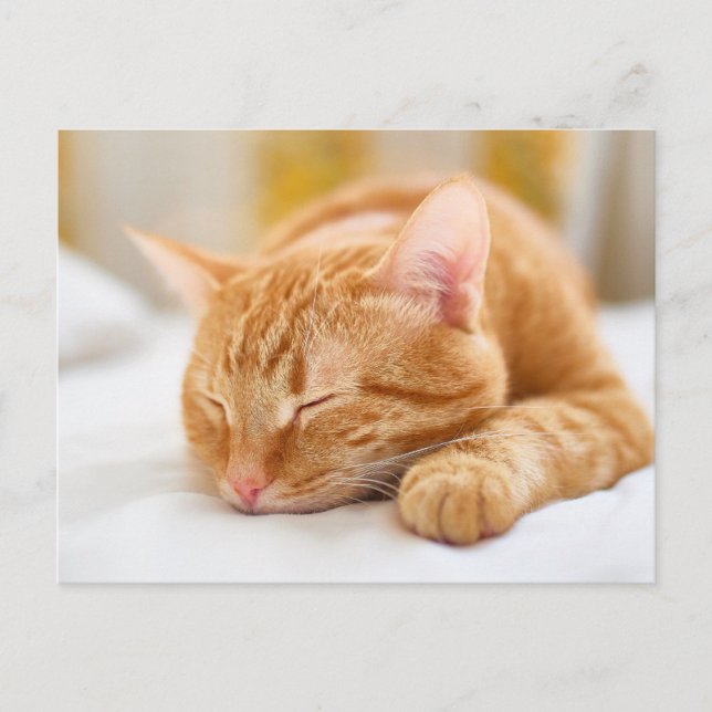 Niedliche Kleintiere | Sleeping Ginger Cat Postkarte (Vorderseite)