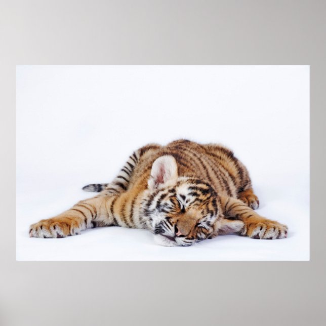 Niedliche Kleintiere | Sleepy Baby Tiger Cub Poster (Vorne)