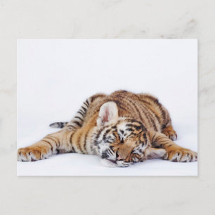 Niedliche Kleintiere   Sleepy Baby Tiger Cub Postkarte