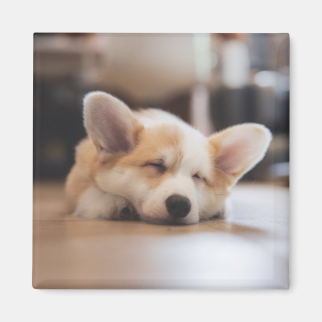 Niedliche Kleintiere | Sleepy Corgi Magnet (Vorne)