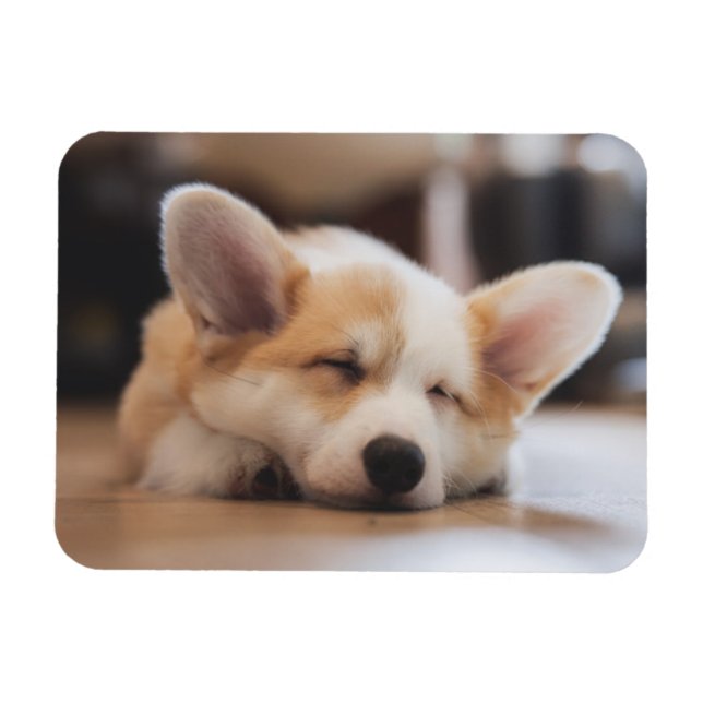 Niedliche Kleintiere | Sleepy Corgi Magnet (Horizontal)