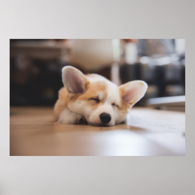 Niedliche Kleintiere | Sleepy Corgi Poster (Vorne)