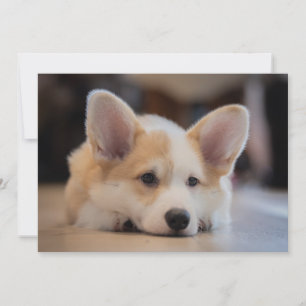 Niedliche Kleintiere Sleepy Corgi Puppy Dankeskarte