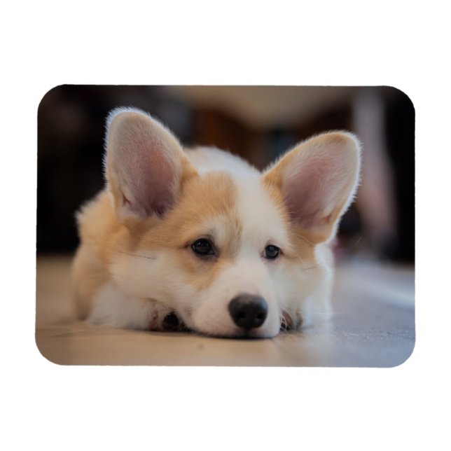Niedliche Kleintiere | Sleepy Corgi Puppy Magnet (Horizontal)