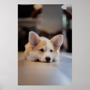 Niedliche Kleintiere   Sleepy Corgi Puppy Poster