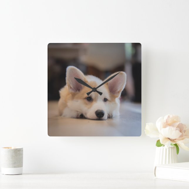 Niedliche Kleintiere | Sleepy Corgi Puppy Quadratische Wanduhr (Zuhause)