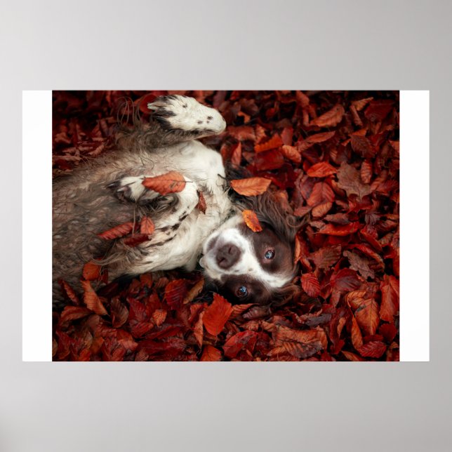 Niedliche Kleintiere | Spanier im Herbstbereich Poster (Vorne)