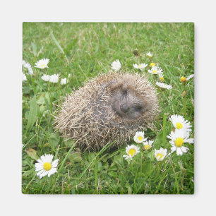 Niedliche Kleintiere Spanischer Igel Magnet