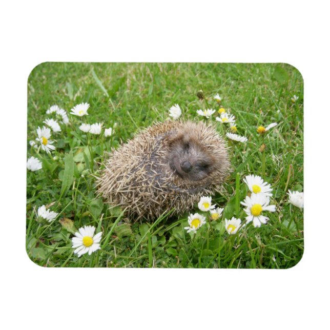 Niedliche Kleintiere | Spanischer Igel Magnet (Horizontal)