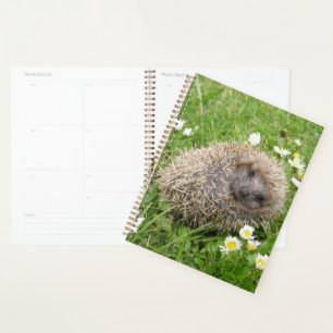 Niedliche Kleintiere Spanischer Igel Planer