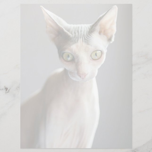 Niedliche Kleintiere | Sphinx Cat (Vorderseite)
