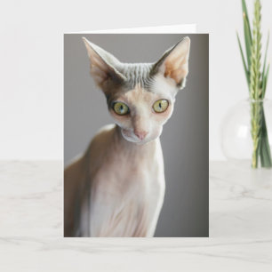 Niedliche Kleintiere   Sphinx Cat Karte