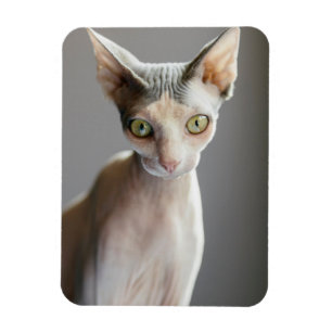 Niedliche Kleintiere   Sphinx Cat Magnet
