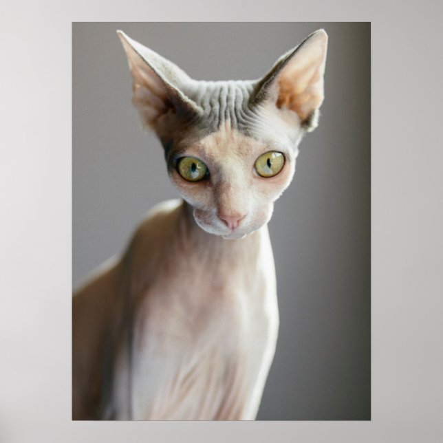 Niedliche Kleintiere | Sphinx Cat Poster (Vorne)
