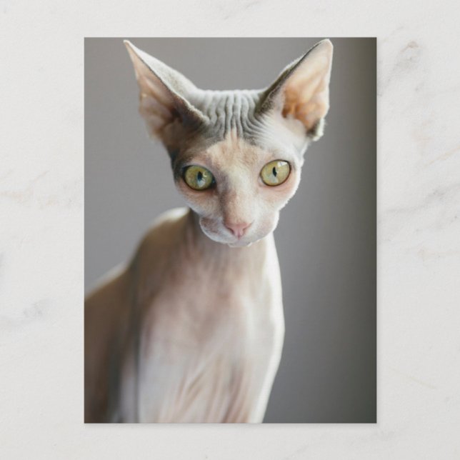 Niedliche Kleintiere | Sphinx Cat Postkarte (Vorderseite)