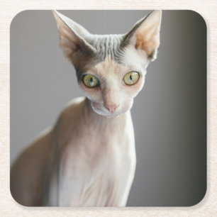 Niedliche Kleintiere Sphinx Cat Rechteckiger Pappuntersetzer