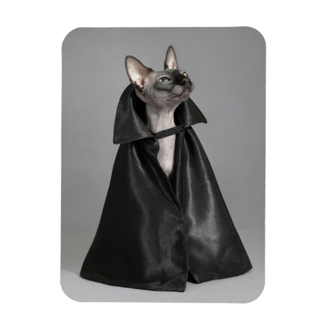 Niedliche Kleintiere | Sphynx Hairless Cat Magnet (Vertikal)