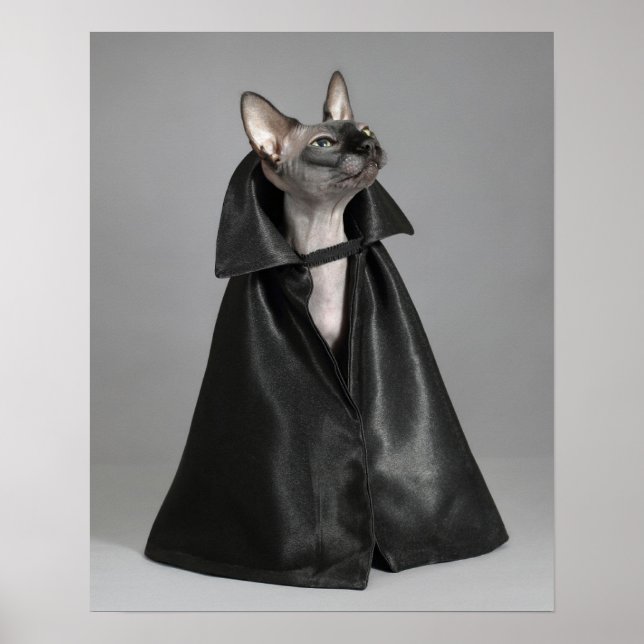 Niedliche Kleintiere | Sphynx Hairless Cat Poster (Vorne)