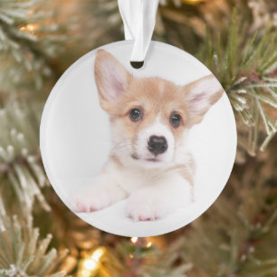 Niedliche Kleintiere Sweet Baby Corgi Ornament