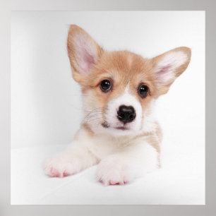 Niedliche Kleintiere   Sweet Baby Corgi Poster