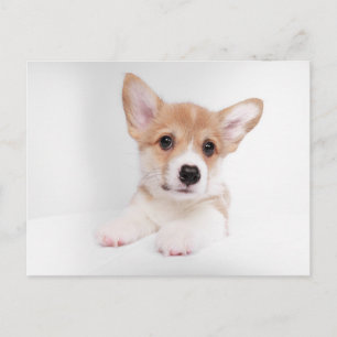 Niedliche Kleintiere Sweet Baby Corgi Postkarte
