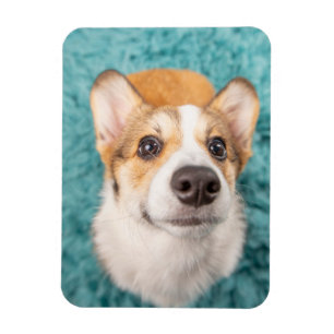 Niedliche Kleintiere Sweet Corgi Puppy Face Magnet