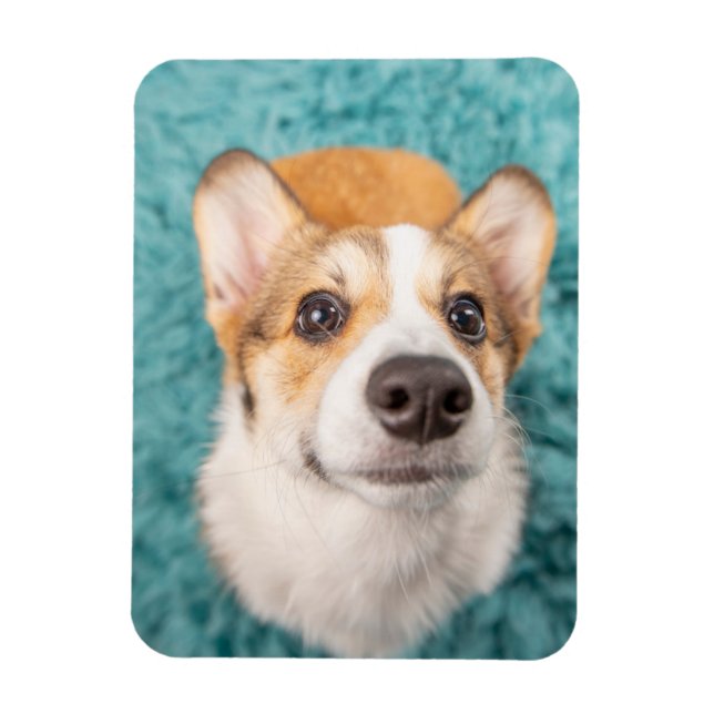 Niedliche Kleintiere | Sweet Corgi Puppy Face Magnet (Vertikal)