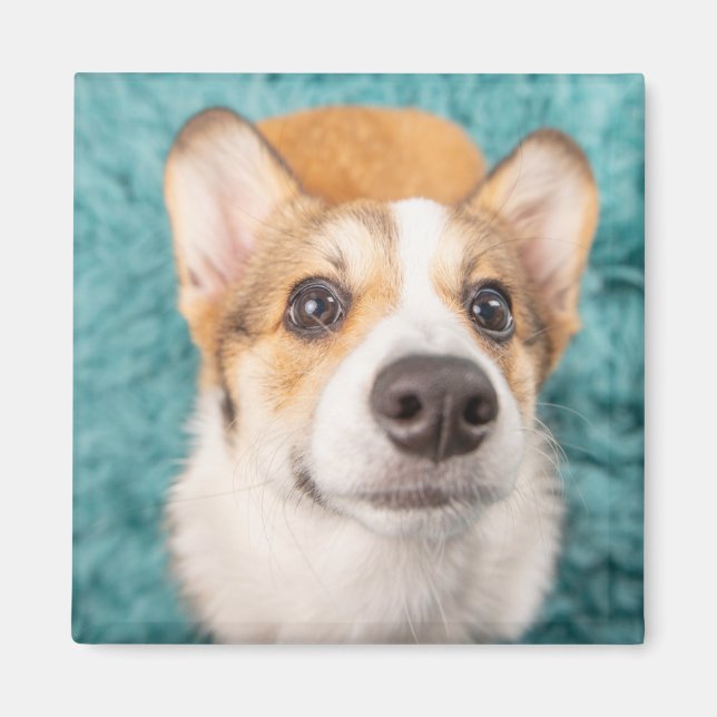Niedliche Kleintiere | Sweet Corgi Puppy Face Magnet (Vorne)