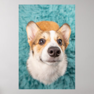 Niedliche Kleintiere   Sweet Corgi Puppy Face Poster
