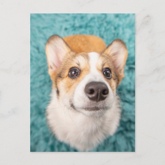 Niedliche Kleintiere | Sweet Corgi Puppy Face Postkarte (Vorderseite)