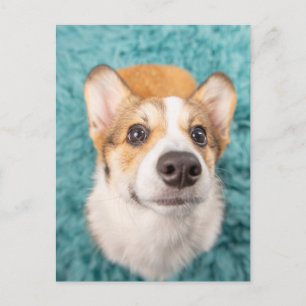 Niedliche Kleintiere Sweet Corgi Puppy Face Postkarte