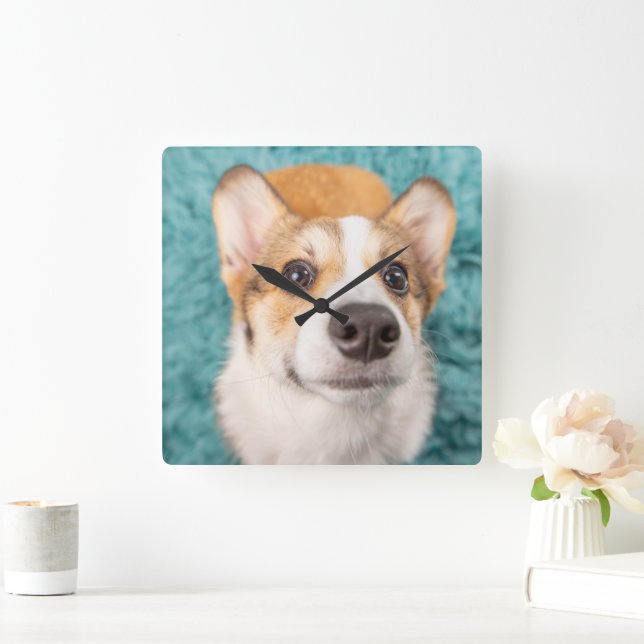 Niedliche Kleintiere | Sweet Corgi Puppy Face Quadratische Wanduhr (Zuhause)