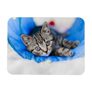 Niedliche Kleintiere Tabby Kitten im Spieltunnel Magnet