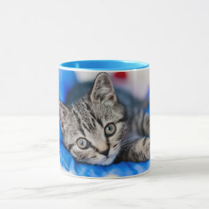 Niedliche Kleintiere   Tabby Kitten im Spieltunnel Tasse
