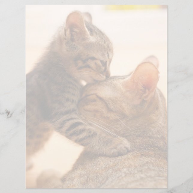 Niedliche Kleintiere | Tabby Kitten Kiss (Vorderseite)
