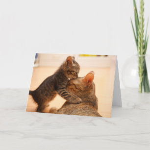 Niedliche Kleintiere   Tabby Kitten Kiss Karte