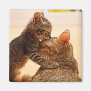 Niedliche Kleintiere   Tabby Kitten Kiss Magnet
