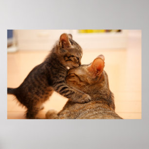 Niedliche Kleintiere   Tabby Kitten Kiss Poster