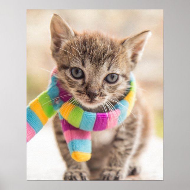 Niedliche Kleintiere | Tabby Kitten Rainbow Scarf Poster (Vorne)
