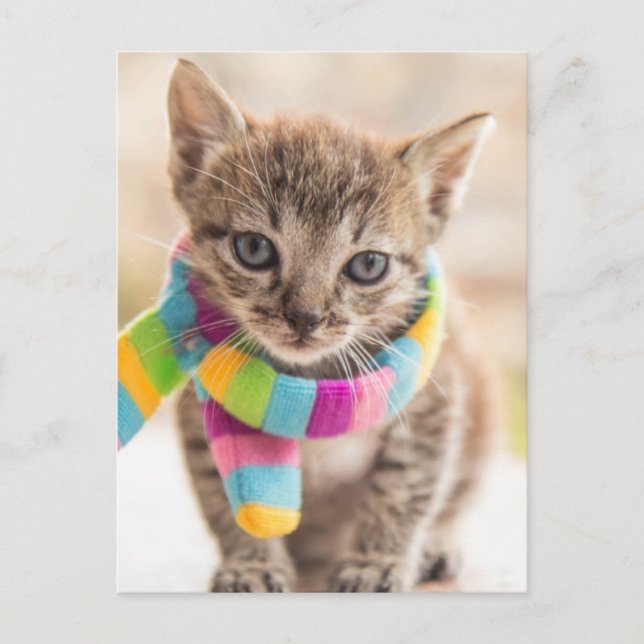 Niedliche Kleintiere | Tabby Kitten Rainbow Scarf Postkarte (Vorderseite)