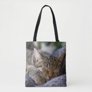 Niedliche Kleintiere   Tabby Kitten Schlafen